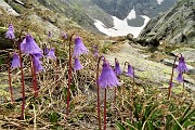 56 Soldanelle alpine, segno di neve in disgelo
